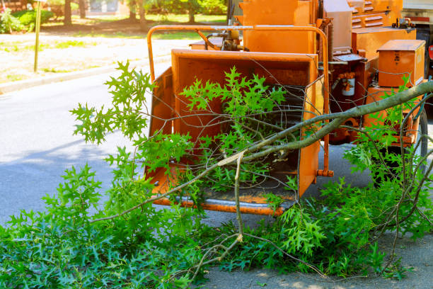 The Steps Involved in Our Tree Care Process in Grant, MI